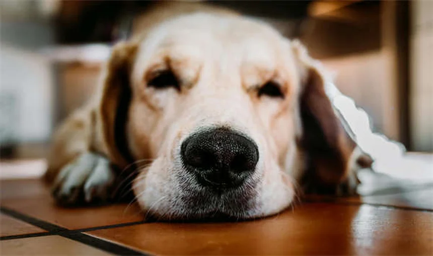 Essential Cat Vaccines: Core Shots Every Pet Parent Should Know