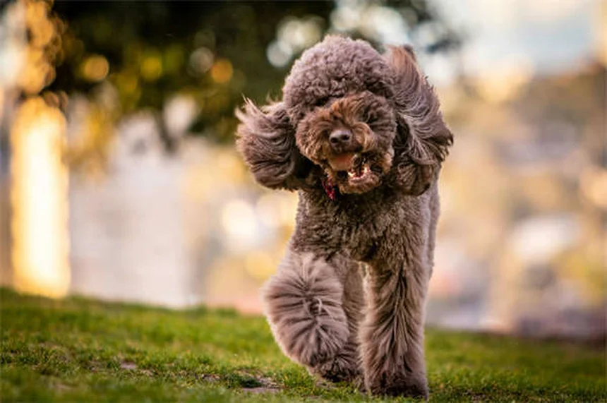 Dog Rash on Belly: 5 Signs You Should Never Ignore
