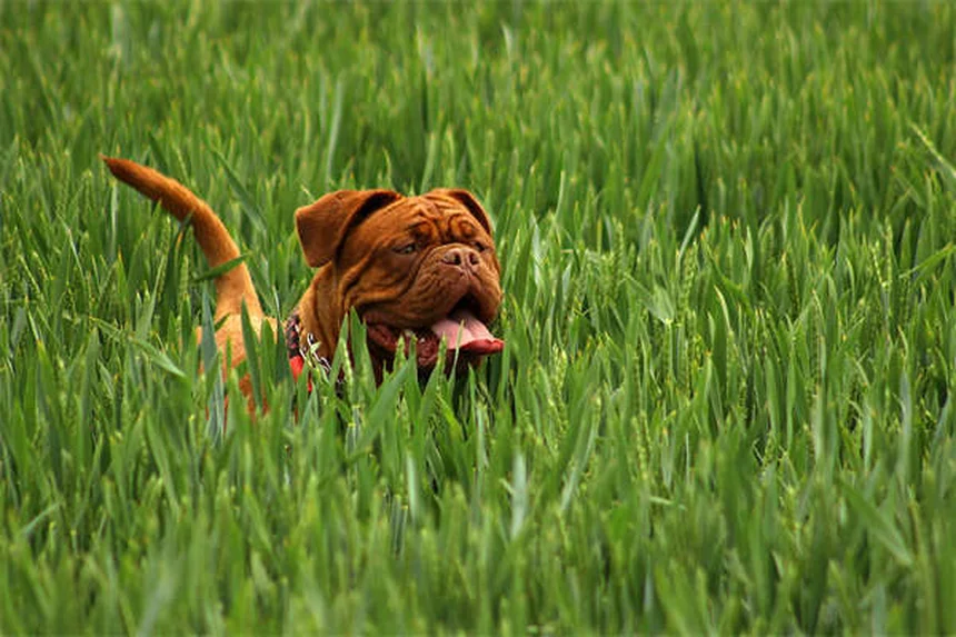 Dog Rash on Belly: 5 Signs You Should Never Ignore