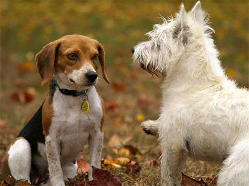 Dog Rash on Belly: 5 Signs You Should Never Ignore