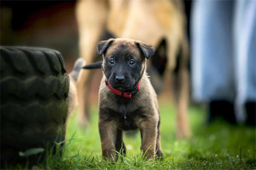 5 Must-Know Facts About Heartworm Tests for Dogs (2024 Guide)