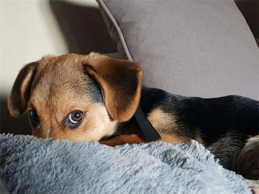 When Can Puppies Safely Be Around Other Dogs? Expert Guide