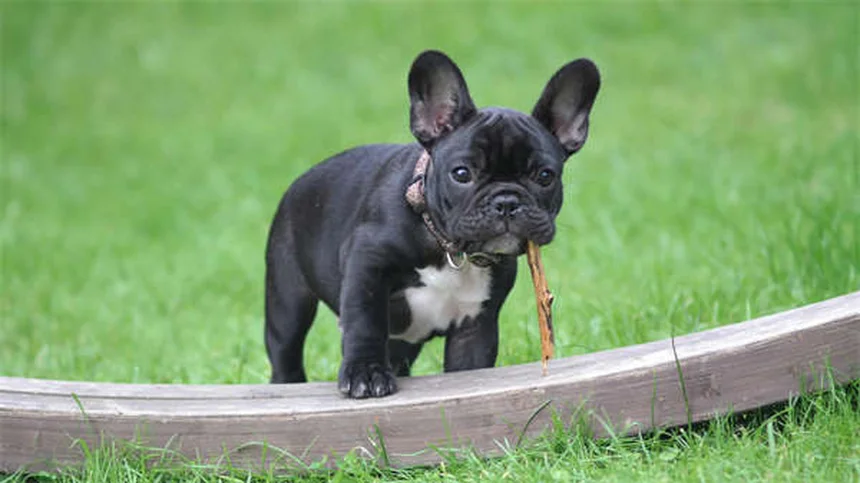 When Can Puppies Safely Be Around Other Dogs? Expert Guide