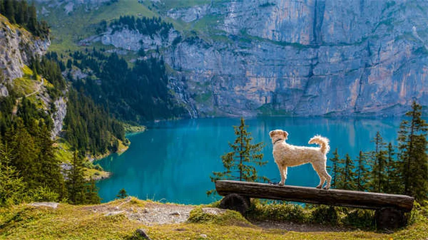 When Can Puppies Safely Be Around Other Dogs? Expert Guide