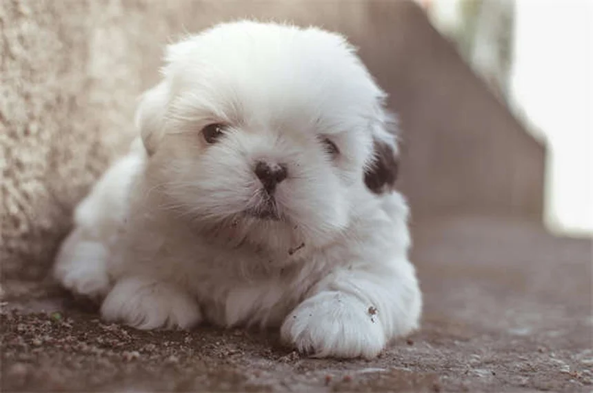 5 Proven Ways to Relieve Dog Arthritis Pain at Home