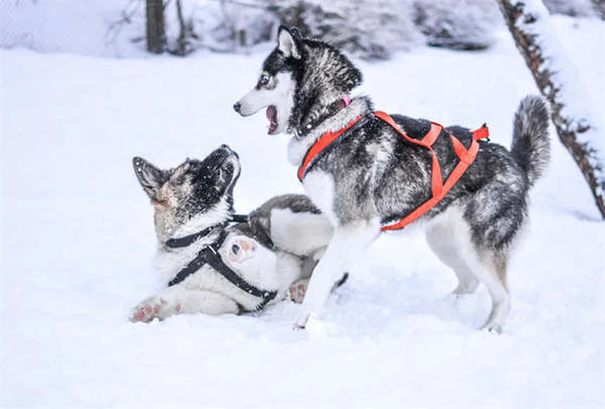 Dog Constipation: 5 Vet-Approved Solutions to Help Your Pup Poop