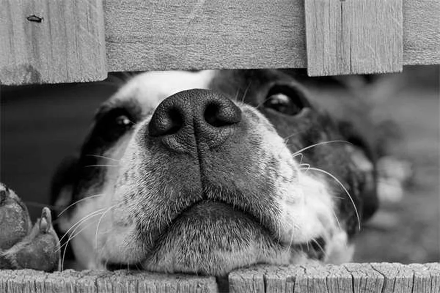 Dog Constipation: 5 Vet-Approved Solutions to Help Your Pup Poop