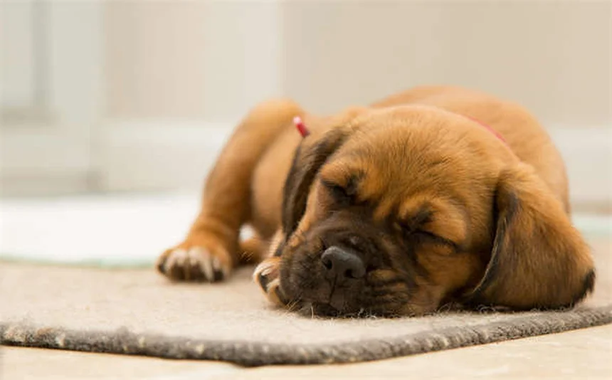 6 Dog Adoption Mistakes You MUST Avoid (Expert Tips)