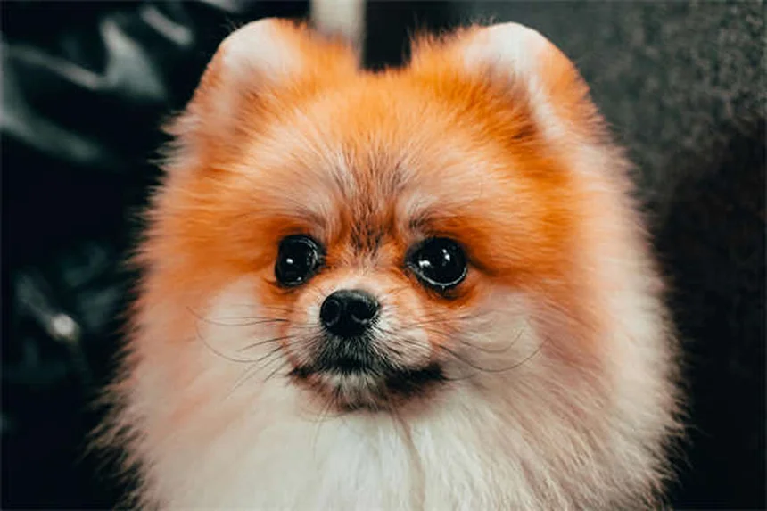 Lung Cancer in Dogs: 7 Warning Signs Every Pet Owner Should Know