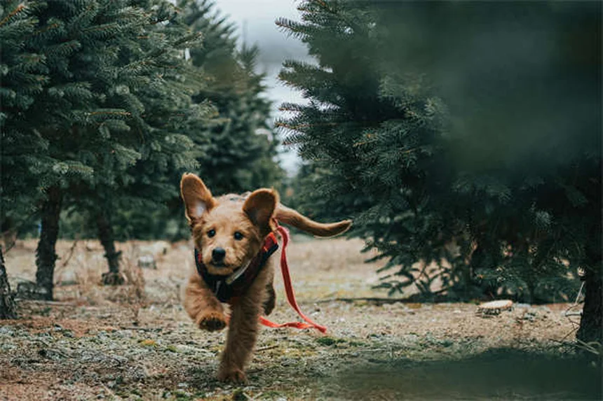 Flea Treatment Not Working? 5 Reasons Why & How to Fix It