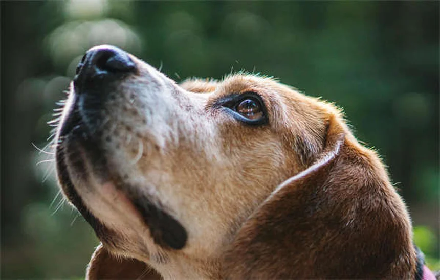 How to Potty Train an Older Dog: 7 Proven Crate Training Tips