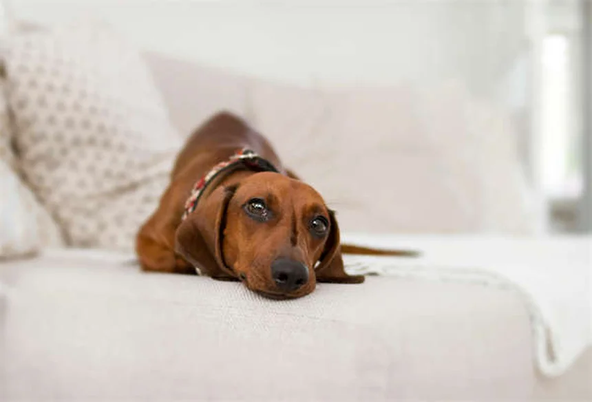 9 Clear Signs Your Pet Is Jealous (And How to Fix It Fast)