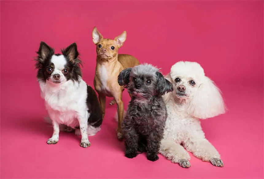 9 Clear Signs Your Pet Is Jealous (And How to Fix It Fast)