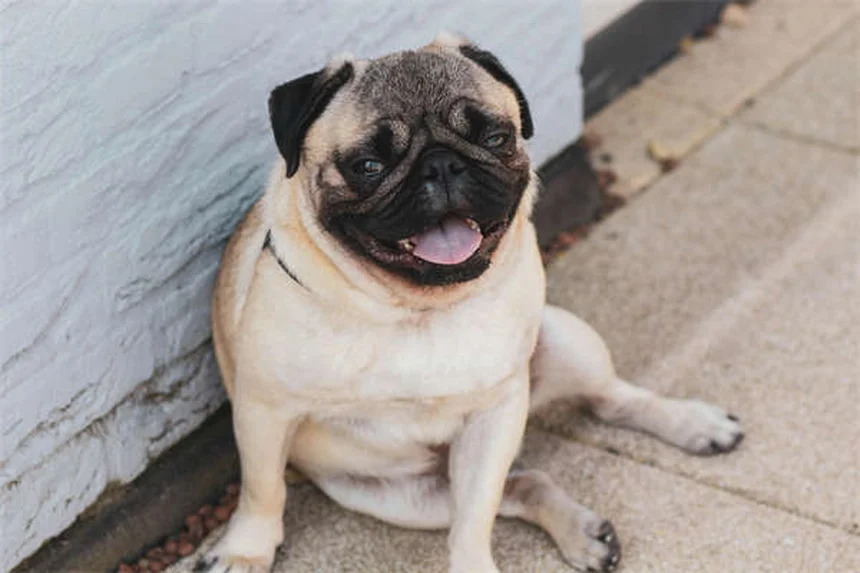 9 Clear Signs Your Pet Is Jealous (And How to Fix It Fast)