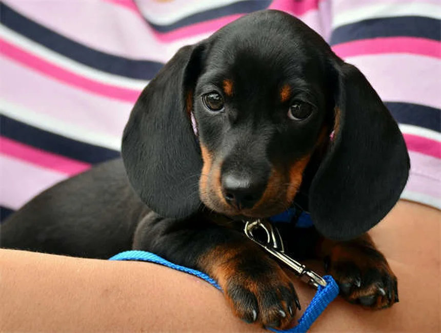 Puppy Development Stages: What to Expect from 12-18 Months