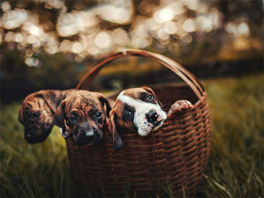 Do Pets Grieve? 7 Signs Your Dog or Cat Is Mourning