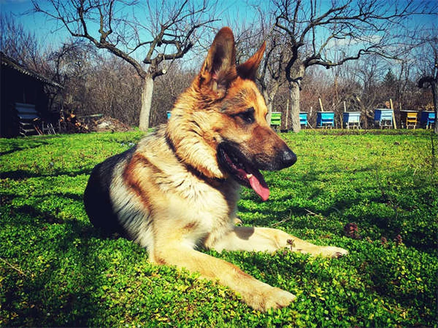 Do Pets Grieve? 7 Signs Your Dog or Cat Is Mourning