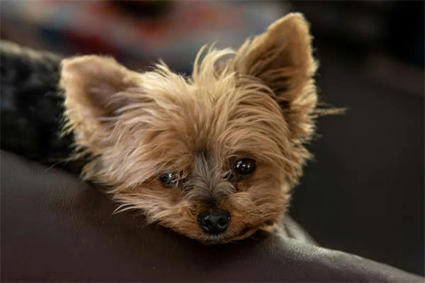 7 Proven Ways to Calm an Anxious Dog Naturally