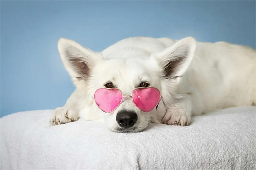 7 Proven Ways to Calm an Anxious Dog Naturally