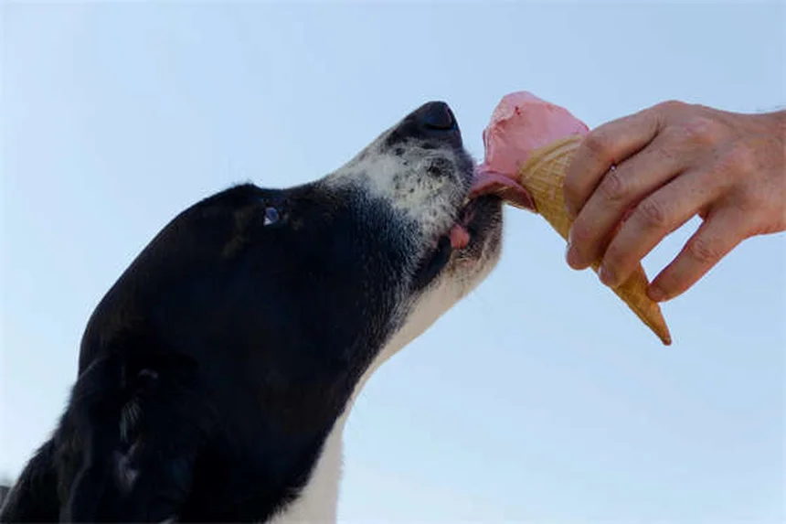 Signs Your Dog Is Dying from Congestive Heart Failure: What to Watch For