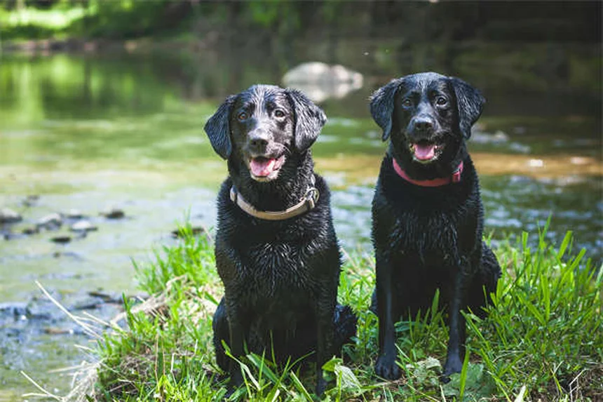 Signs Your Dog Is Dying from Congestive Heart Failure: What to Watch For