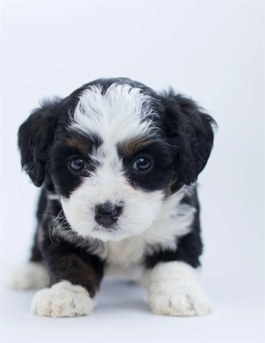 Guinea Pig Pink Eye: 5 Signs & How to Treat Conjunctivitis Fast