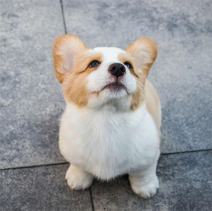 6 Proven Ways to Reduce Your Pet's Gas Naturally