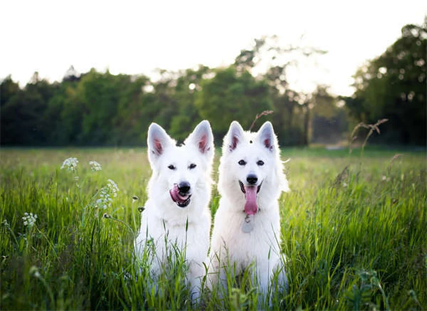 Positive vs Balanced Dog Training: Which Method Works Best?