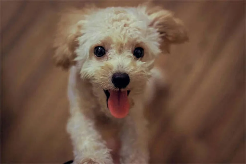 How to Reduce Pet Allergies for Visitors: 7 Proven Tips