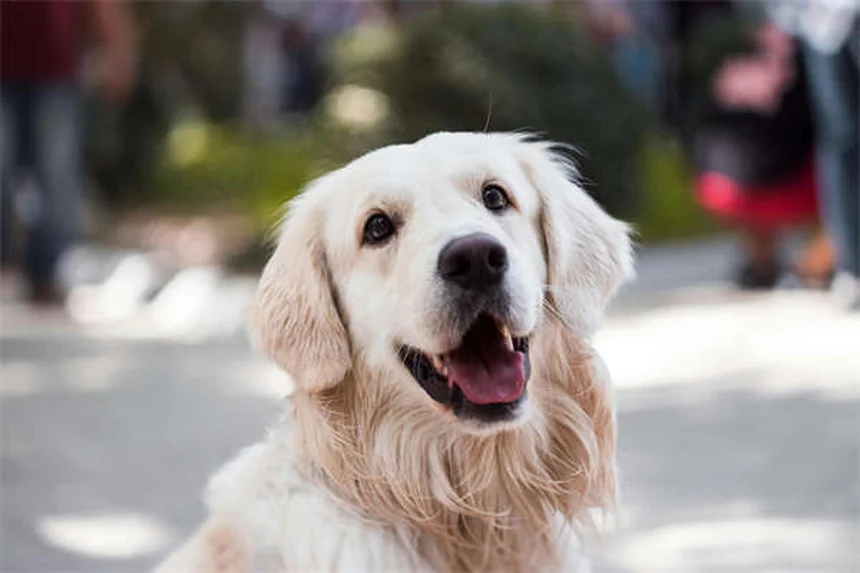 How to Reduce Pet Allergies for Visitors: 7 Proven Tips