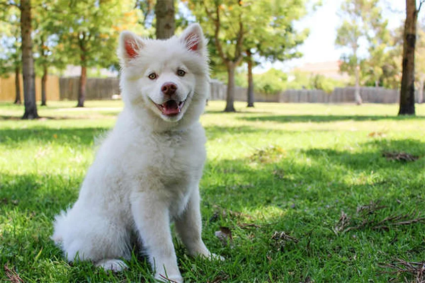 How to Reduce Pet Allergies for Visitors: 7 Proven Tips