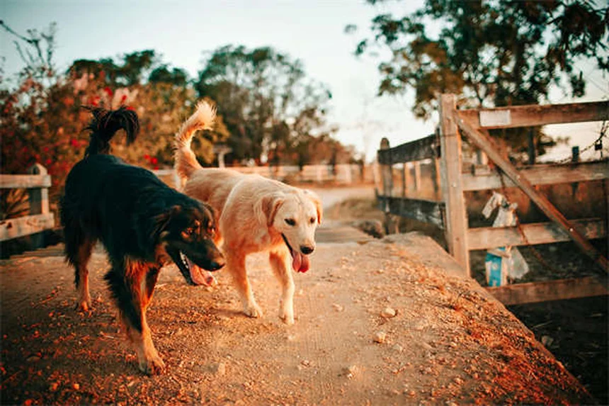 5 Science-Backed Ways Pets Boost Your Mental Health