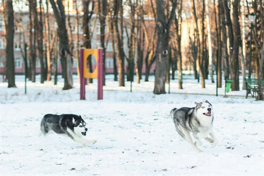 5 Science-Backed Ways Pets Boost Your Mental Health
