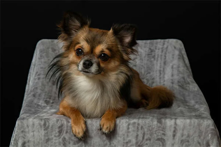 Mismothering in Dogs: 5 Signs Your Female Dog Has Maternal Issues