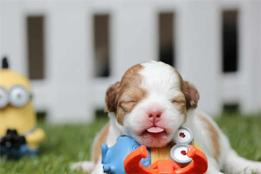 Mismothering in Dogs: 5 Signs Your Female Dog Has Maternal Issues