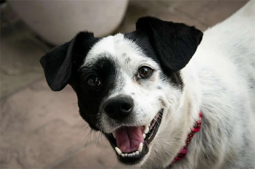 Senior Dog Hearing Loss: 7 Ways to Help Your Deaf Pup Thrive