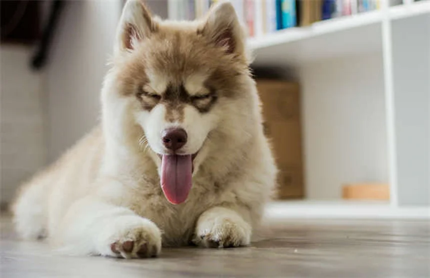 Senior Dog Hearing Loss: 7 Ways to Help Your Deaf Pup Thrive