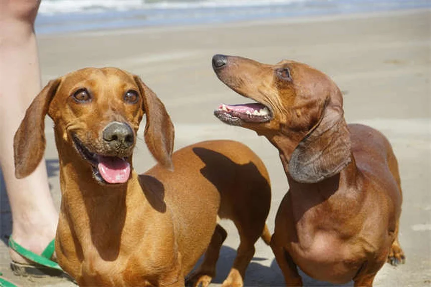 Senior Dog Hearing Loss: 7 Ways to Help Your Deaf Pup Thrive