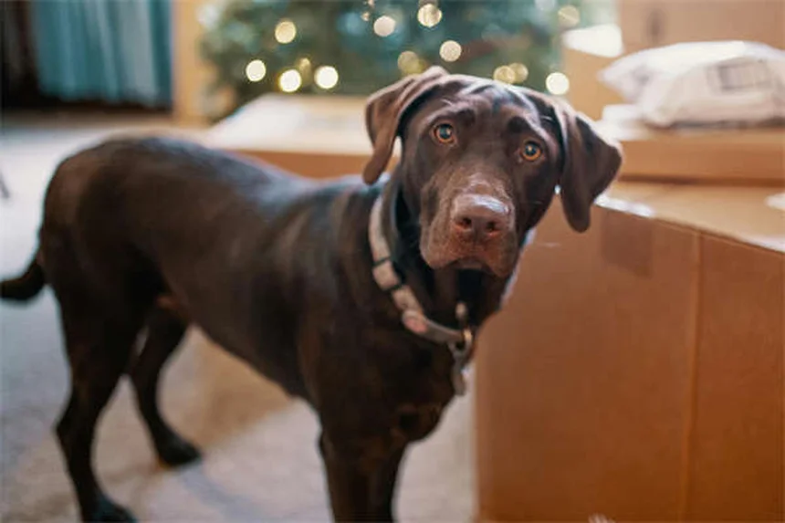Why Is My Dog Scared of Everything? 7 Ways to Build Confidence