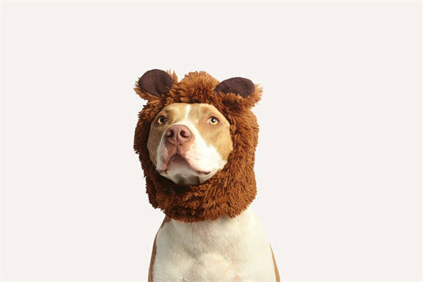 Why Is My Dog Scared of Everything? 7 Ways to Build Confidence