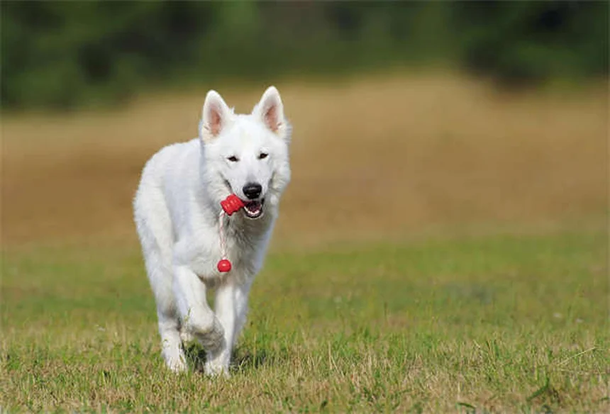 How to Spot and Treat Fleas on Dogs: 5 Signs Your Pup Has Fleas