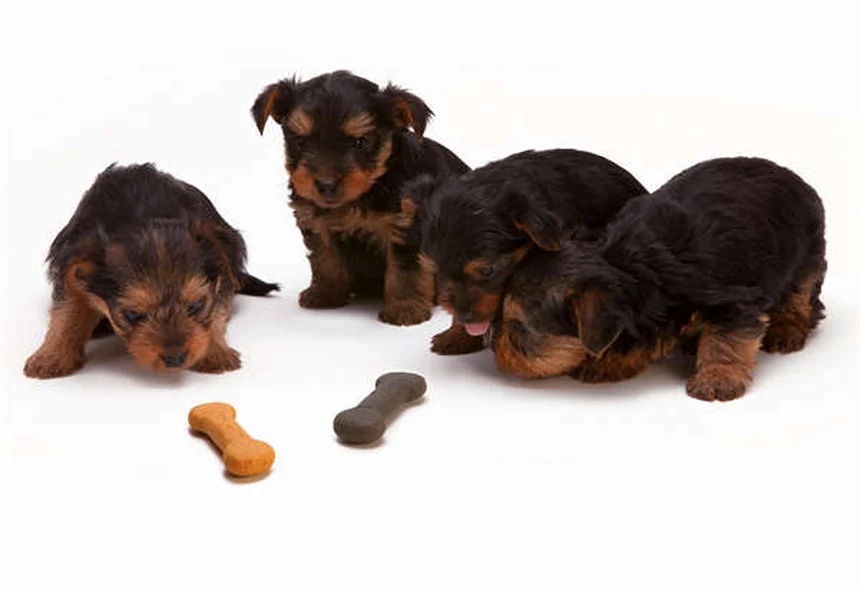 How to Spot and Treat Fleas on Dogs: 5 Signs Your Pup Has Fleas