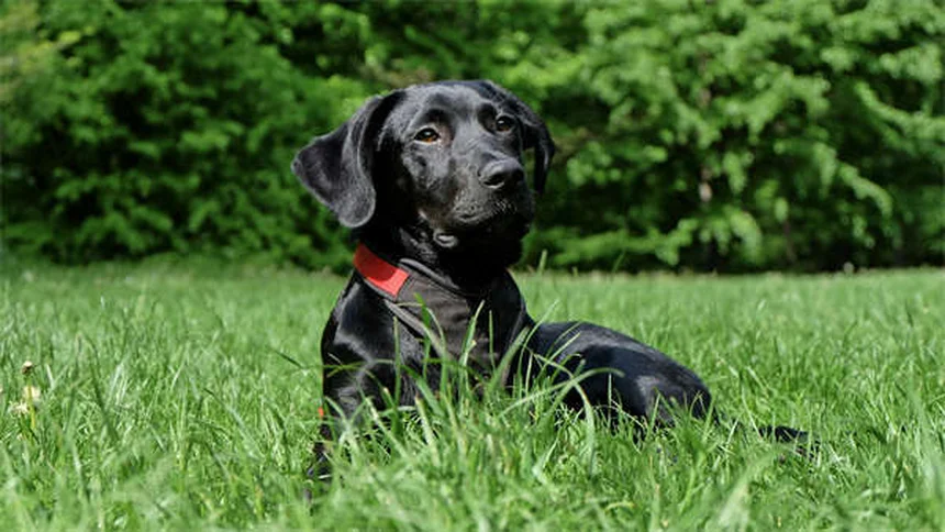 How to Spot and Treat Fleas on Dogs: 5 Signs Your Pup Has Fleas