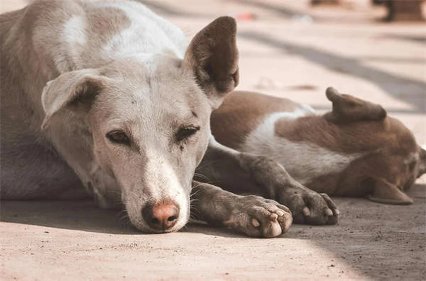 5 Warning Signs of Dilated Cardiomyopathy in Dogs You Can't Ignore