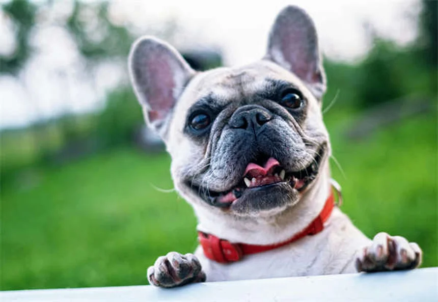 5 Warning Signs of Dilated Cardiomyopathy in Dogs You Can't Ignore