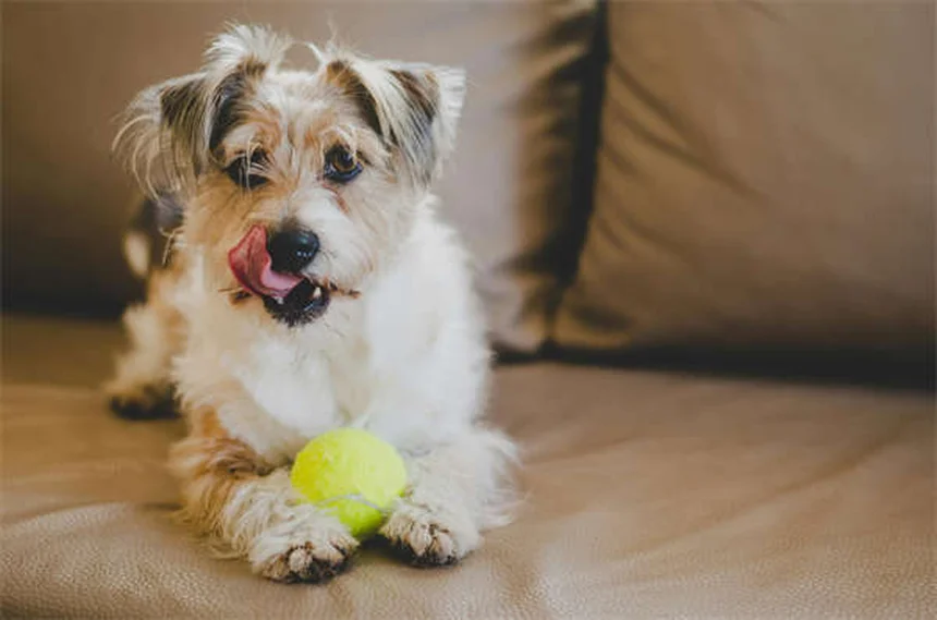 5 Warning Signs of Dilated Cardiomyopathy in Dogs You Can't Ignore