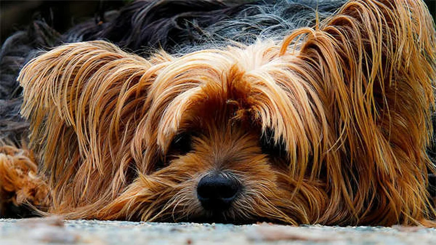 Leptospirosis in Rats: 5 Critical Facts Every Pet Owner Must Know