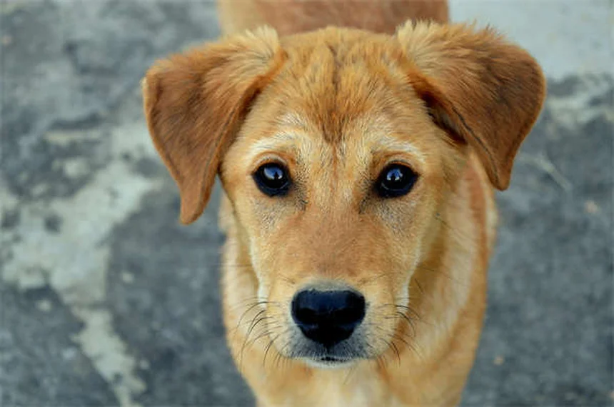 Clopidogrel for Dogs and Cats: What Pet Owners Need to Know