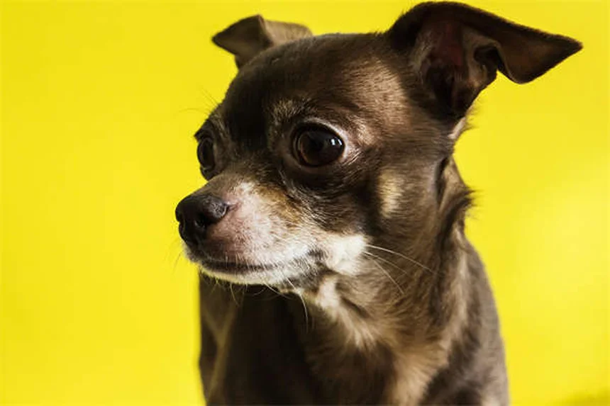 Clopidogrel for Dogs and Cats: What Pet Owners Need to Know