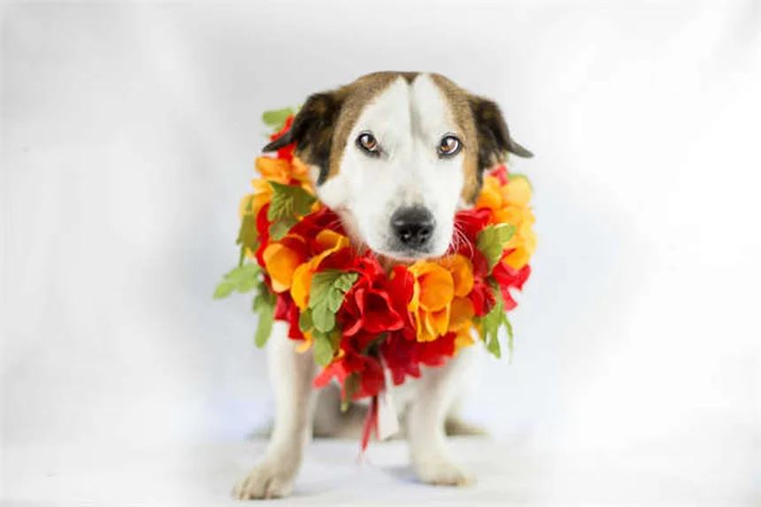 5 Best Touch Screen Games for Senior Dogs (2024 Guide)